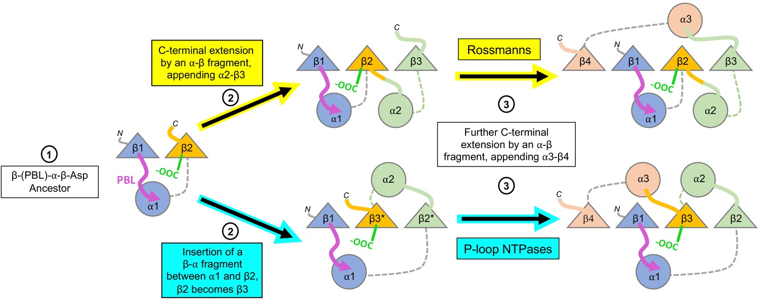 On The Emergence Of P Loop Ntpase And Rossmann Enzymes From A Beta Alpha Beta Ancestral Fragment Elife