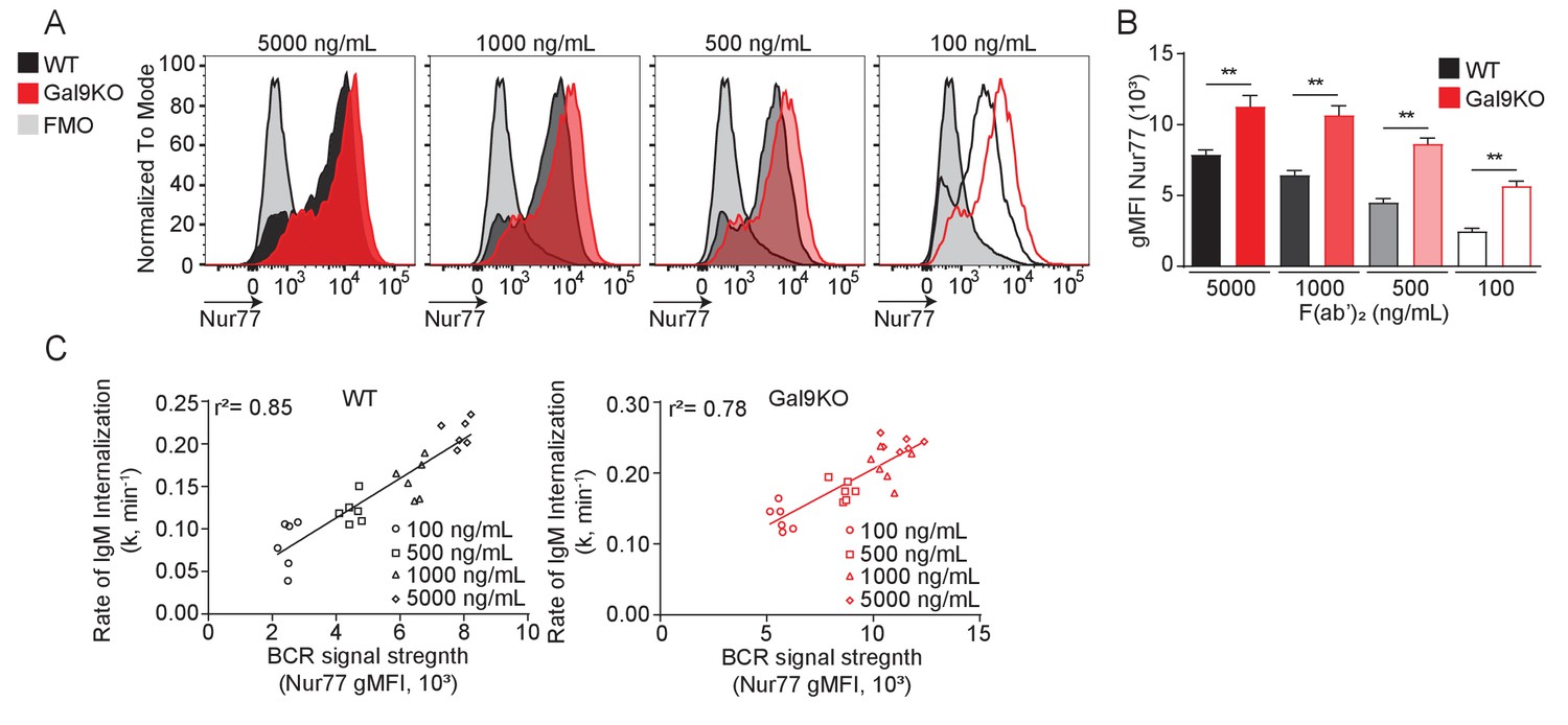 Figures And Data In Galectin-9 Regulates The Threshold Of B Cell ...