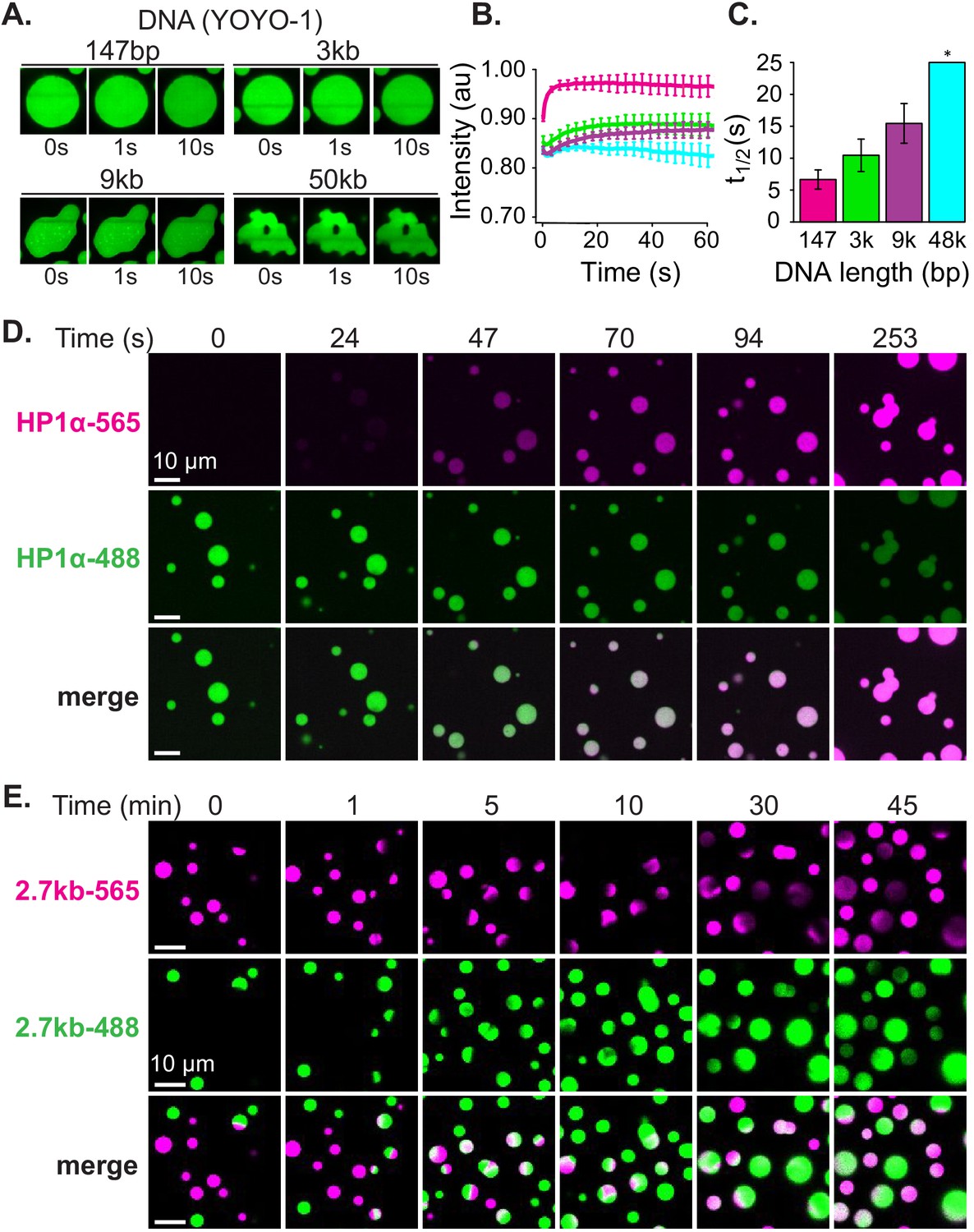 Figures And Data In HP1 Proteins Compact DNA Into Mechanically And