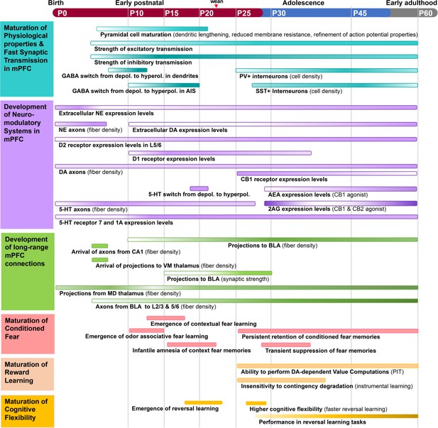 Linking mPFC circuit maturation to the developmental regulation of ...