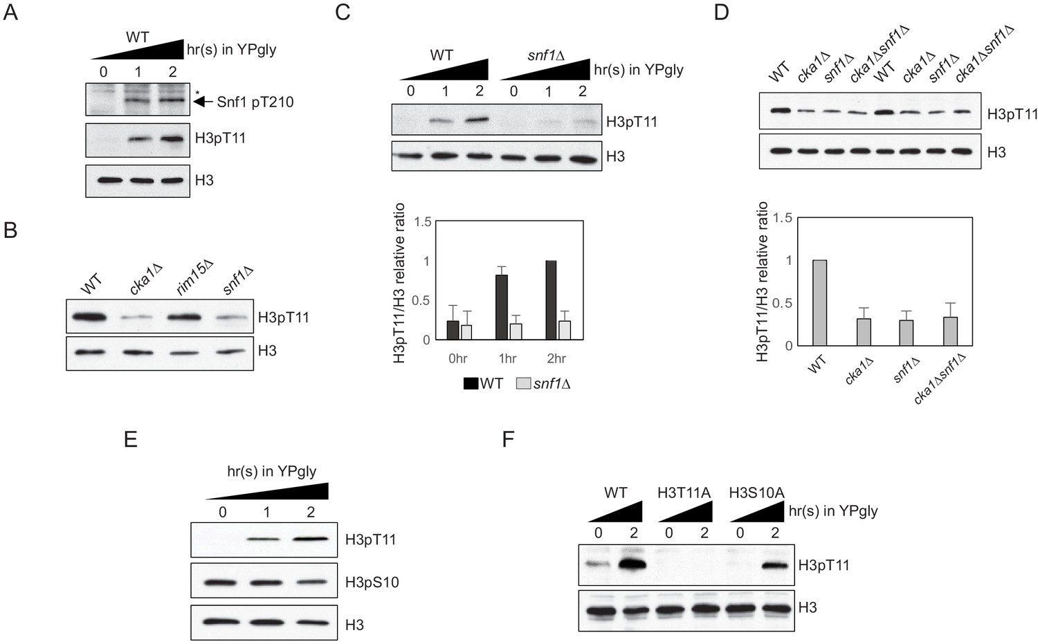 Yeast Nuak1 phosphorylates histone H3 threonine 11 in low