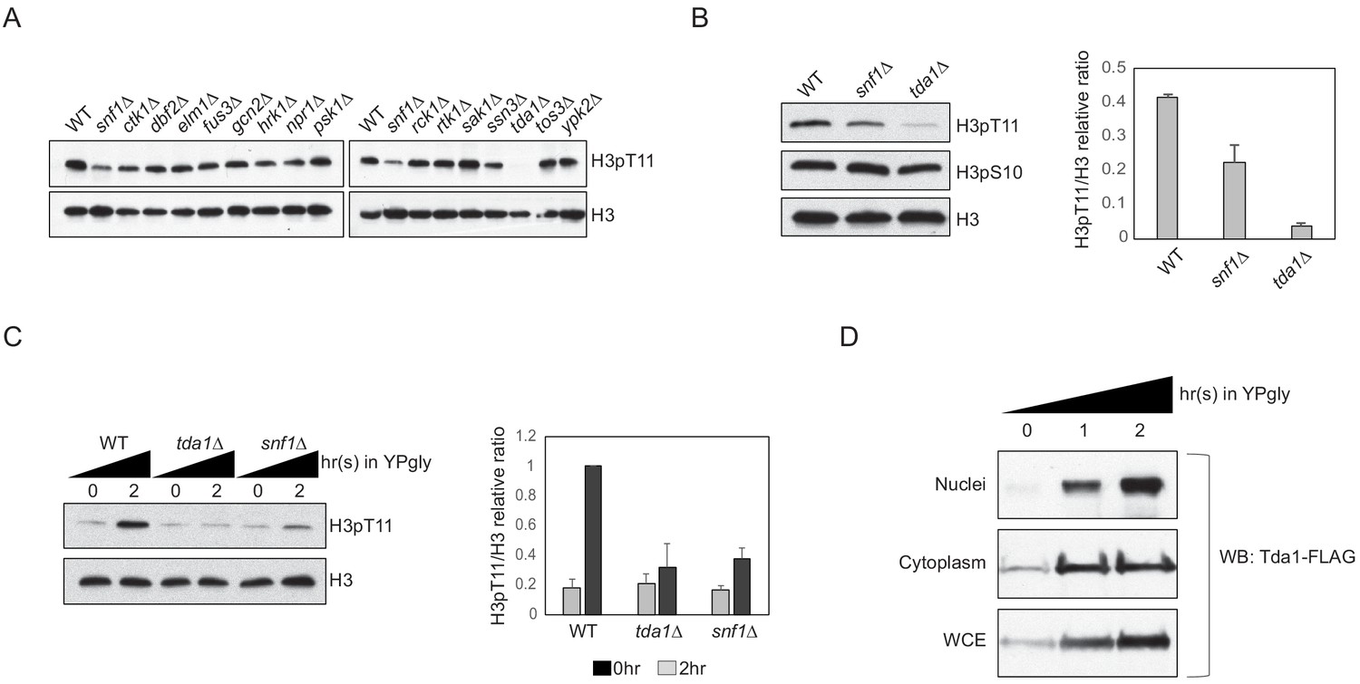 Yeast Nuak1 phosphorylates histone H3 threonine 11 in low glucose 