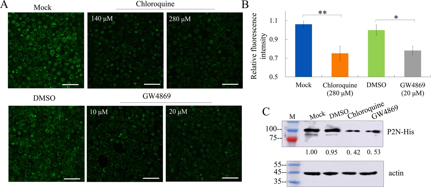 Figures And Data In Exosomes Mediate Horizontal Transmission Of Viral