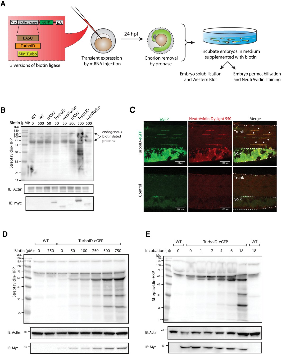 Figures and data in In vivo proteomic mapping through GFP-directed ...