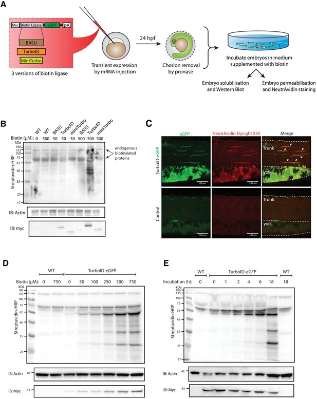 Figures and data in In vivo proteomic mapping through GFP-directed ...