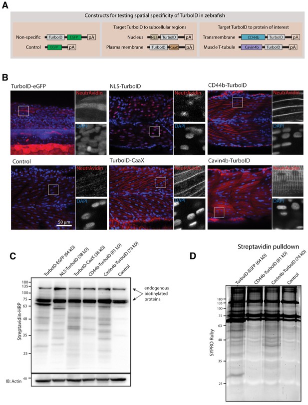 Figures and data in In vivo proteomic mapping through GFP-directed ...