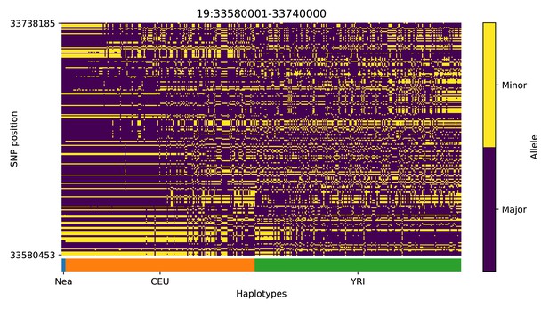Detecting adaptive introgression in human evolution using Detecting adaptive introgression in human evolution using