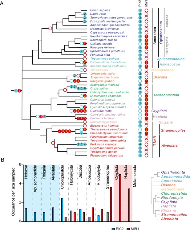 Figures and data in Mitochondrial copper and phosphate transporter ...