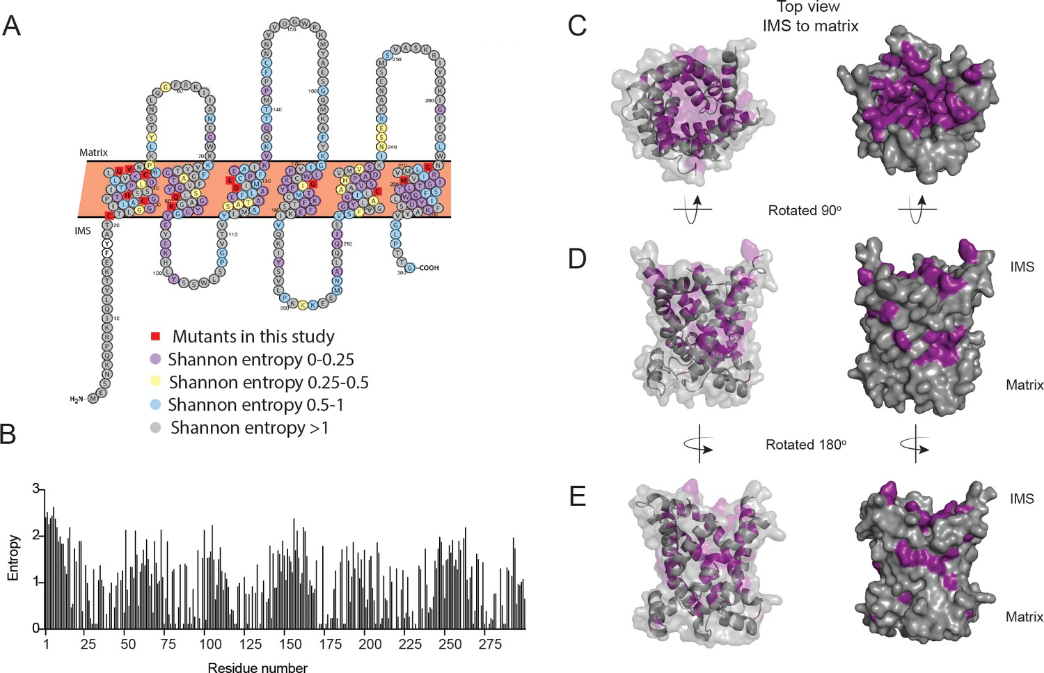 Mitochondrial copper and phosphate transporter specificity was