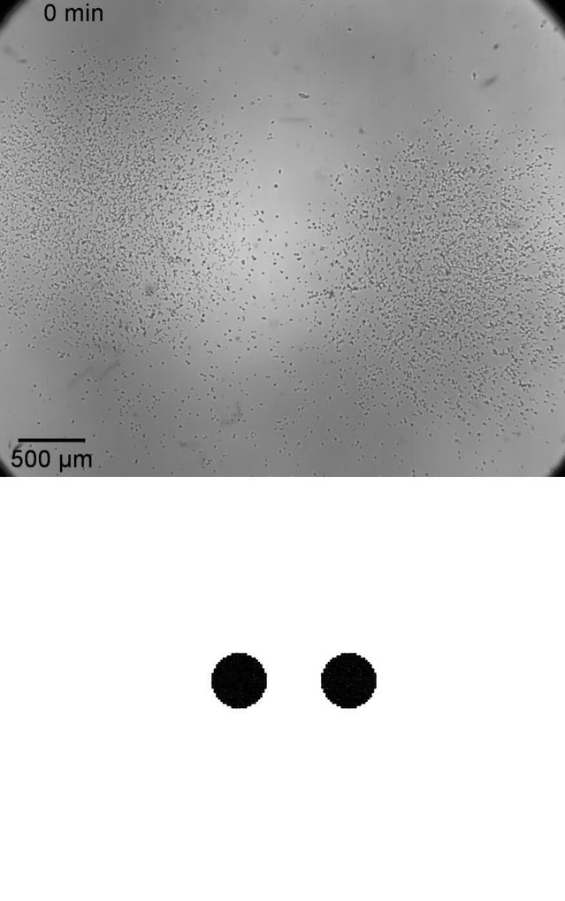 Hypoxia triggers collective aerotactic migration in Dictyostelium  discoideum | eLife