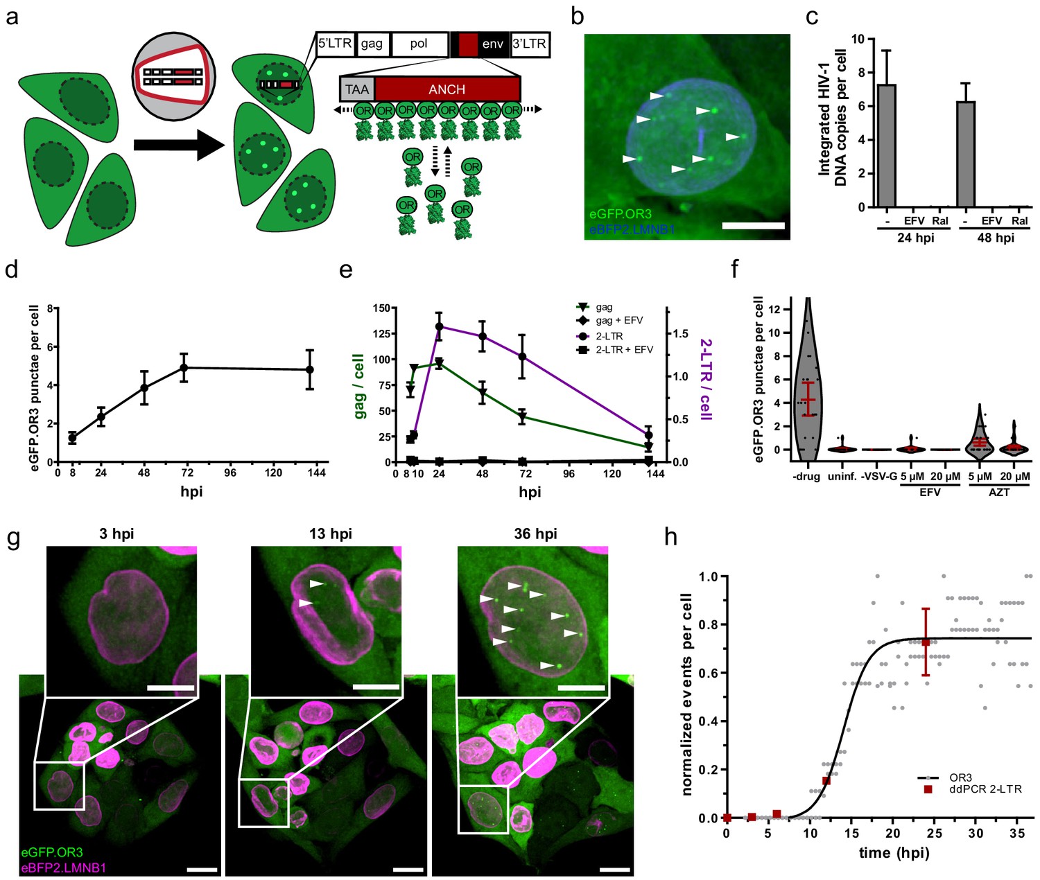 Hiv 1 Uncoating By Release Of Viral Cdna From Capsid Like Structures In The Nucleus Of Infected 7261