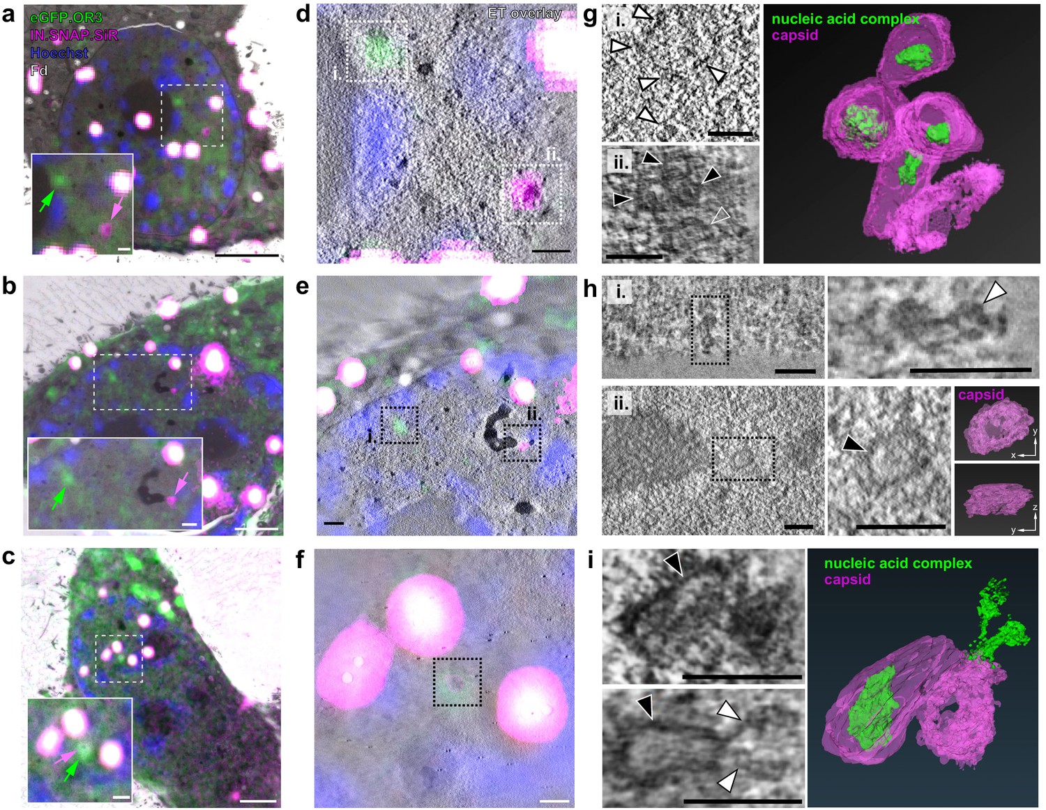 Hiv 1 Uncoating By Release Of Viral Cdna From Capsid Like Structures In The Nucleus Of Infected 3995