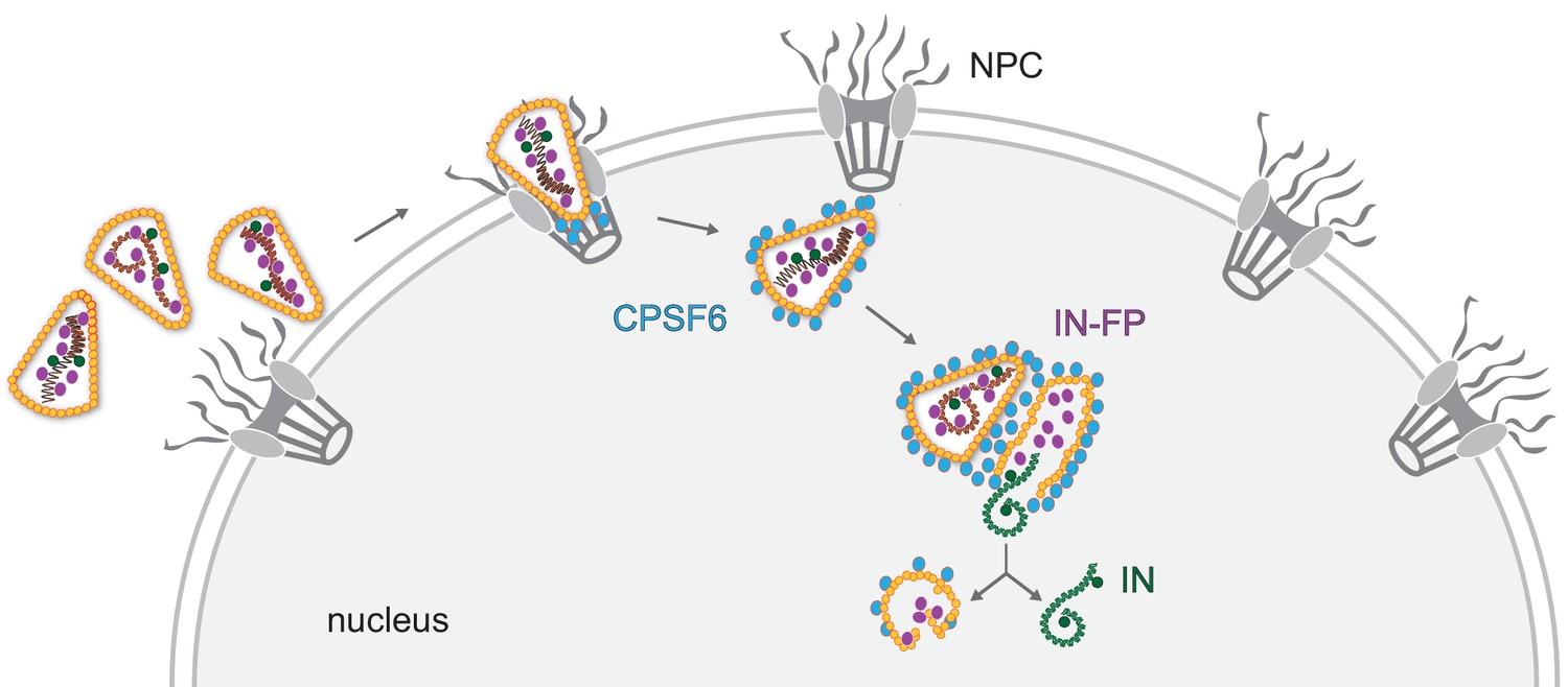 Hiv 1 Uncoating By Release Of Viral Cdna From Capsid Like Structures In The Nucleus Of Infected 5992