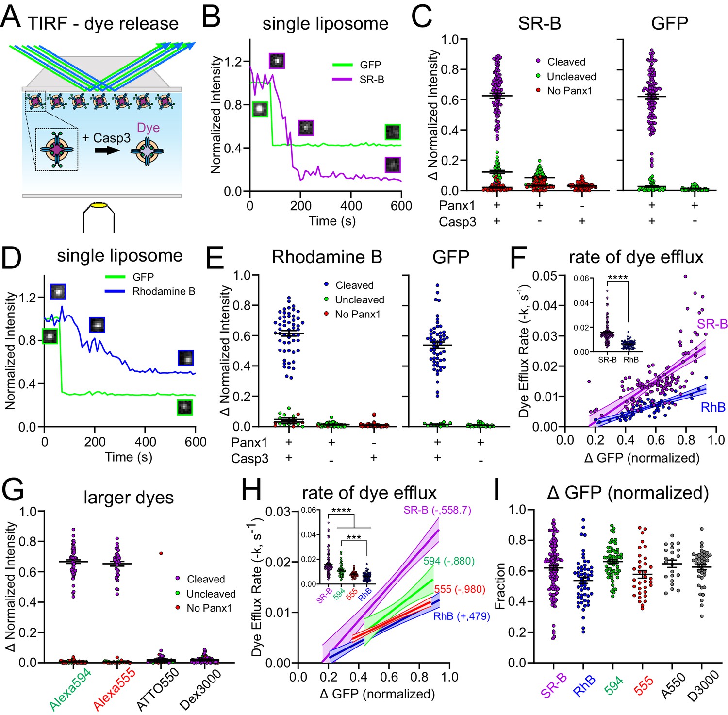 Atp And Large Signaling Metabolites Flux Through Caspase Activated Pannexin 1 Channels Elife