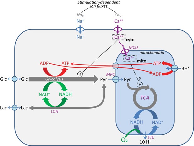 The distinct roles of calcium in rapid control of neuronal glycolysis ...