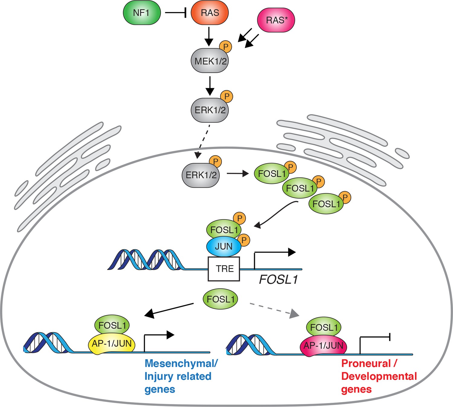 NF1 Regulates Mesenchymal Glioblastoma Plasticity And Aggressiveness