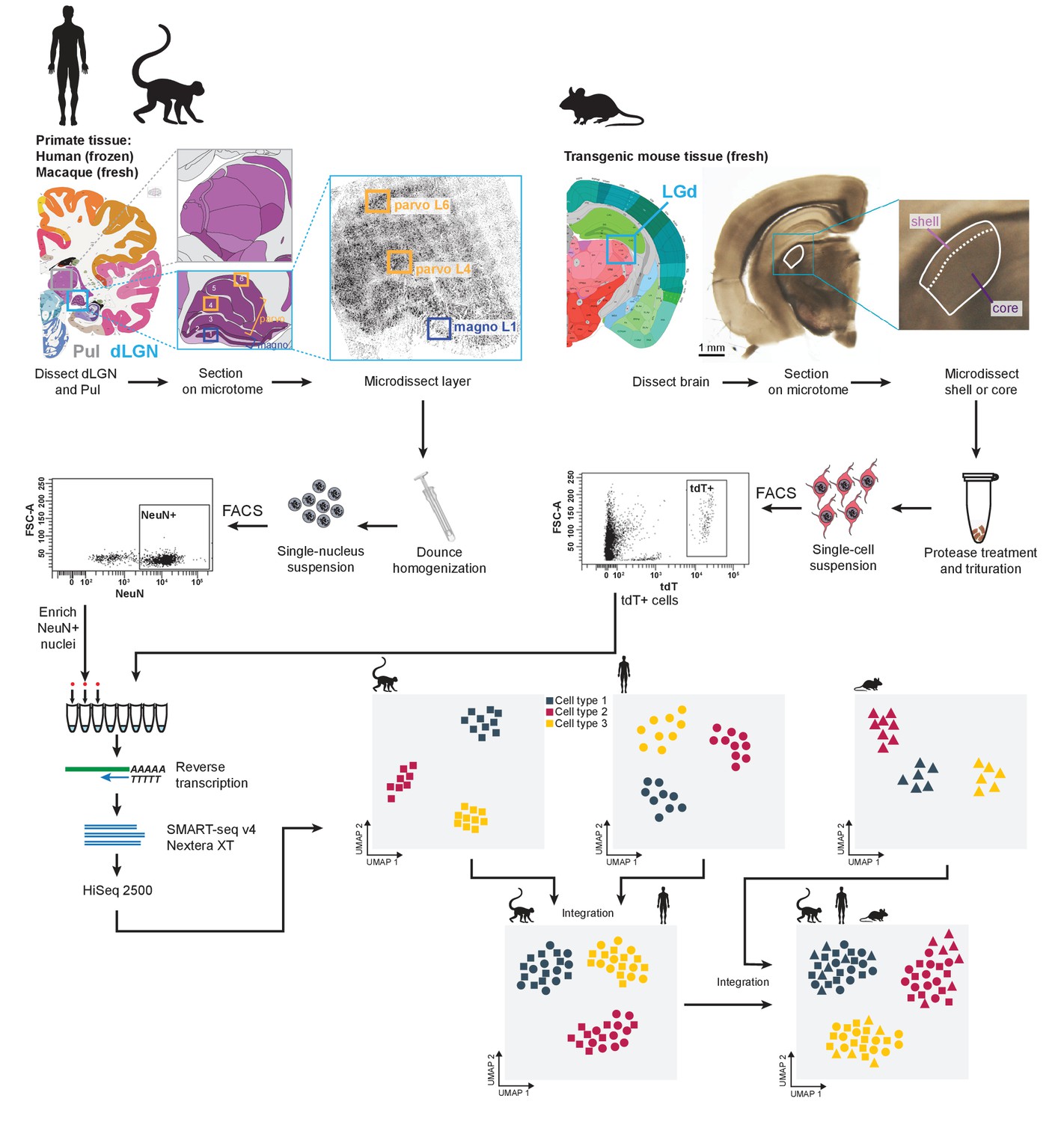 Single Cell And Single Nucleus RNA Seq Uncovers Shared And Distinct Axes Of Variation In Dorsal