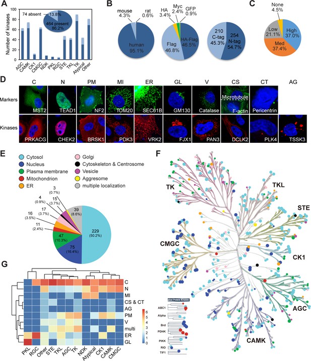 A Subcellular Map Of The Human Kinome ELife