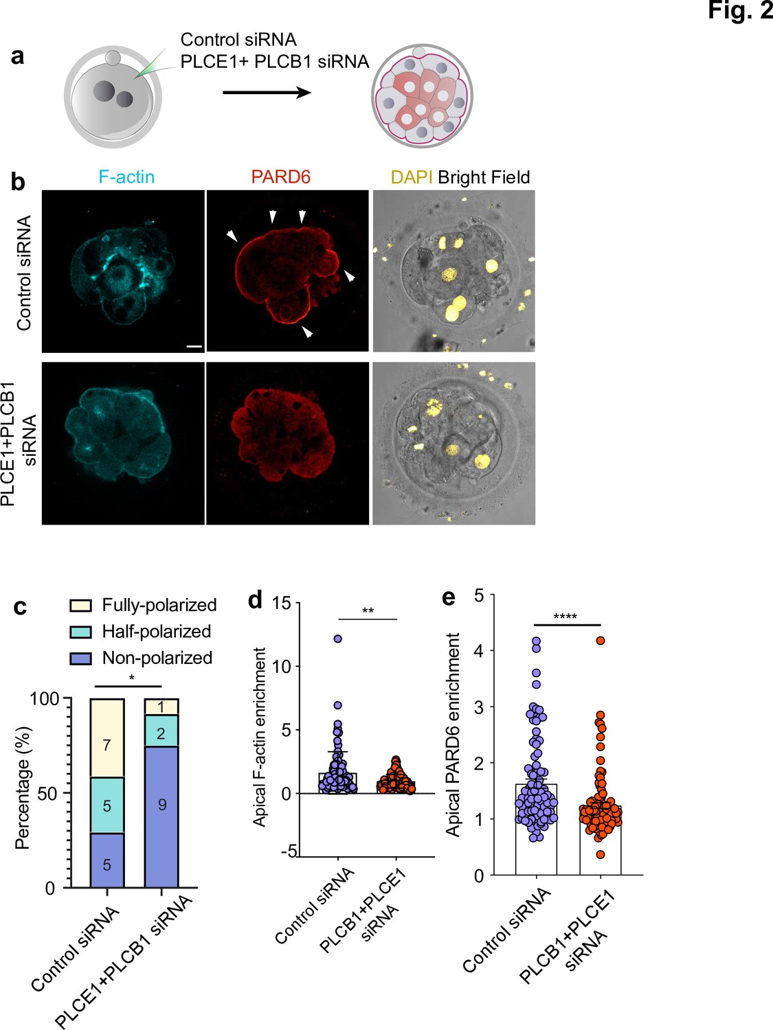 Human embryo polarization requires PLC signaling to mediate