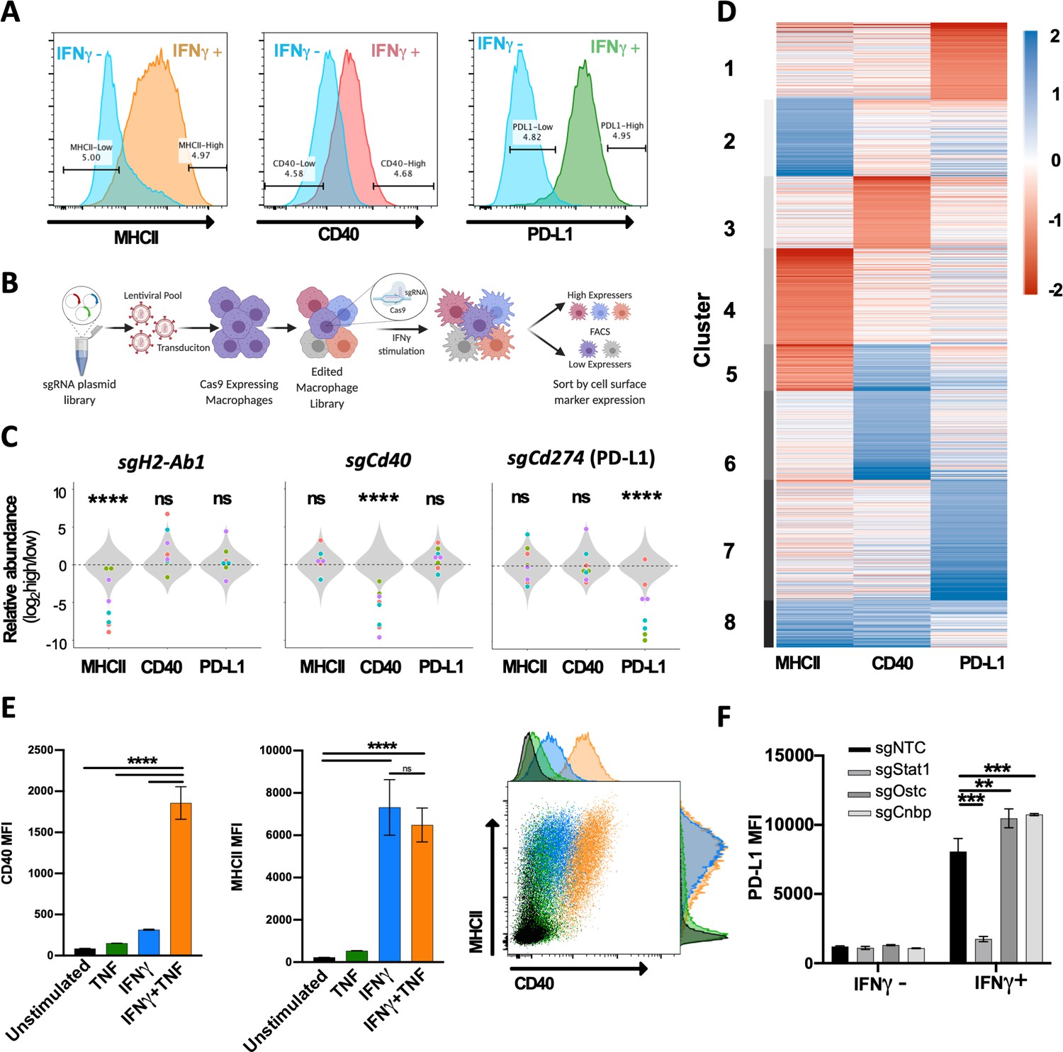 Mitochondrial respiration contributes to the interferon gamma