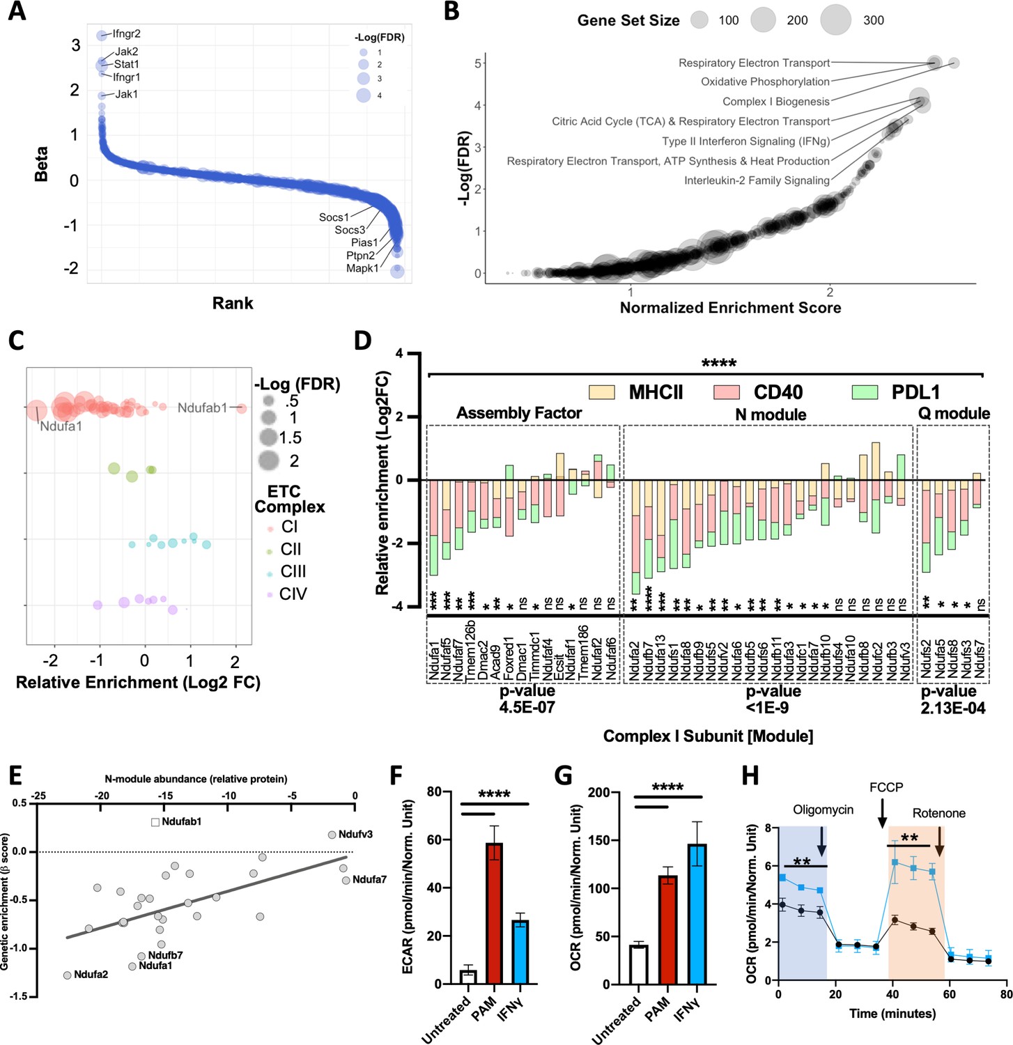 Mitochondrial respiration contributes to the interferon gamma