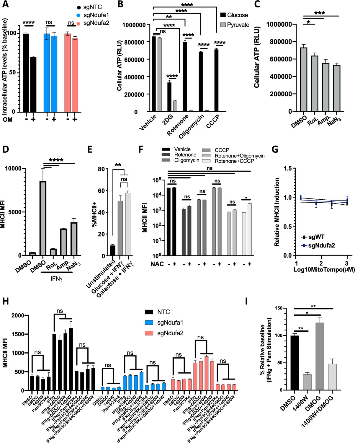 Mitochondrial respiration contributes to the interferon gamma