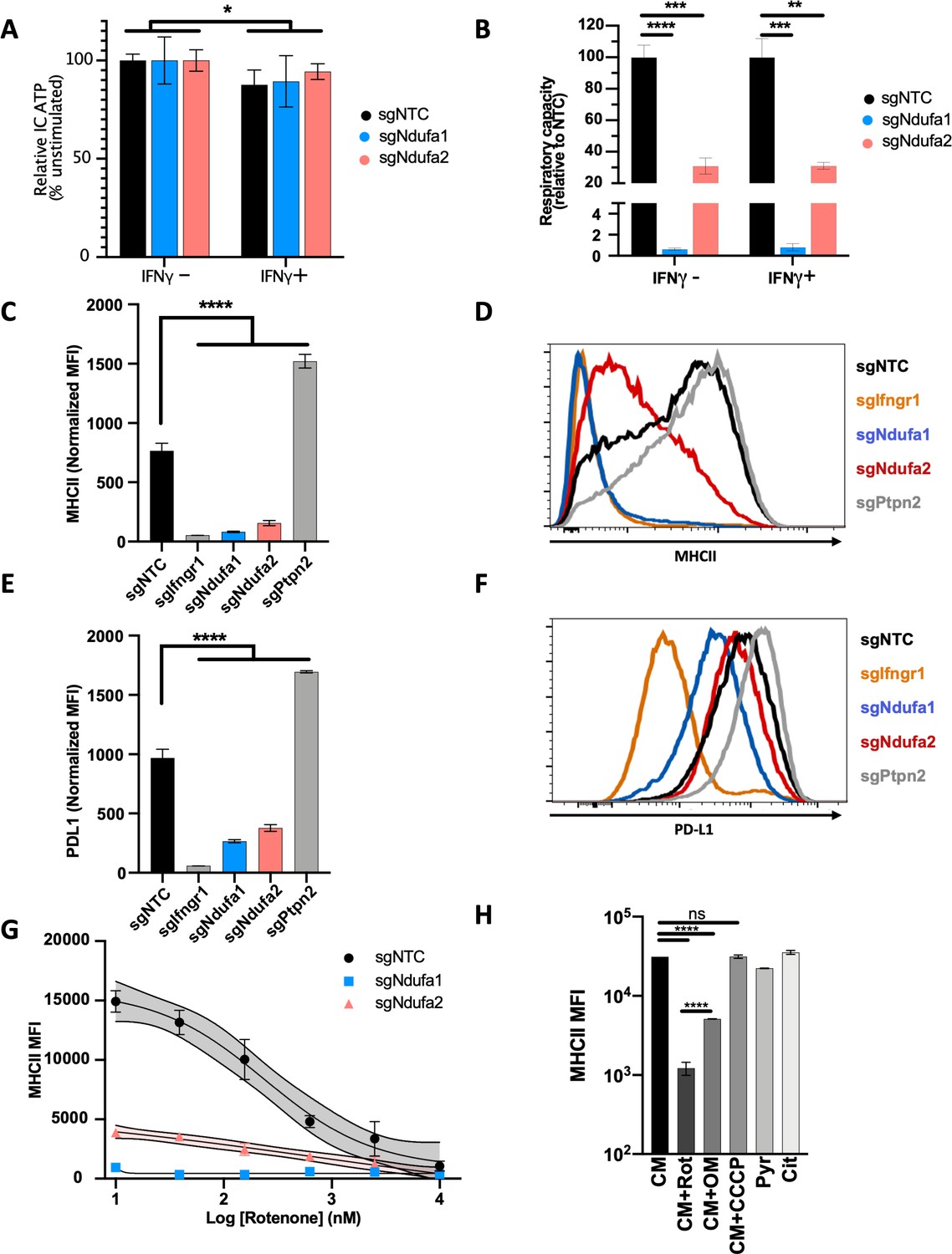 Mitochondrial respiration contributes to the interferon gamma