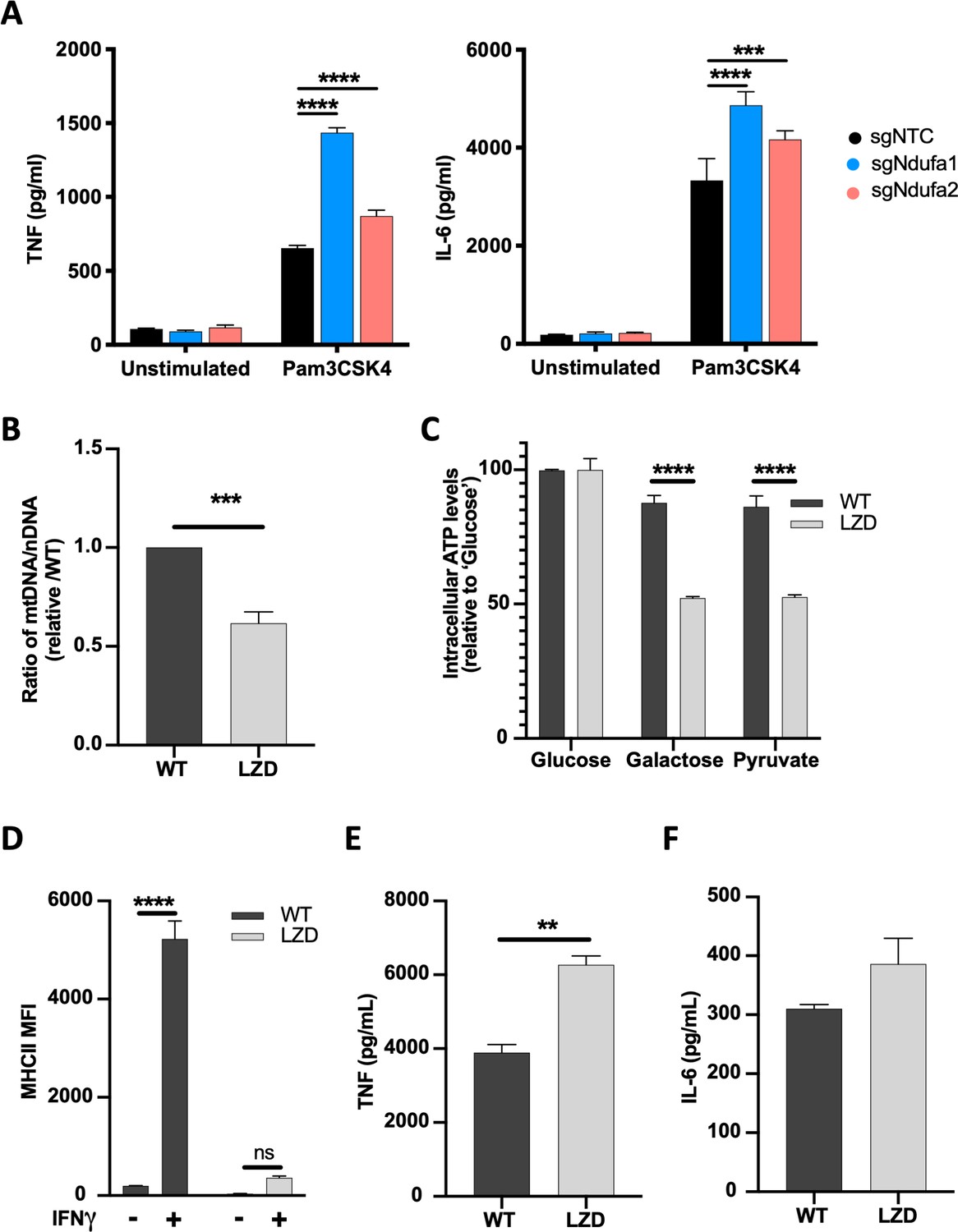 Mitochondrial respiration contributes to the interferon gamma