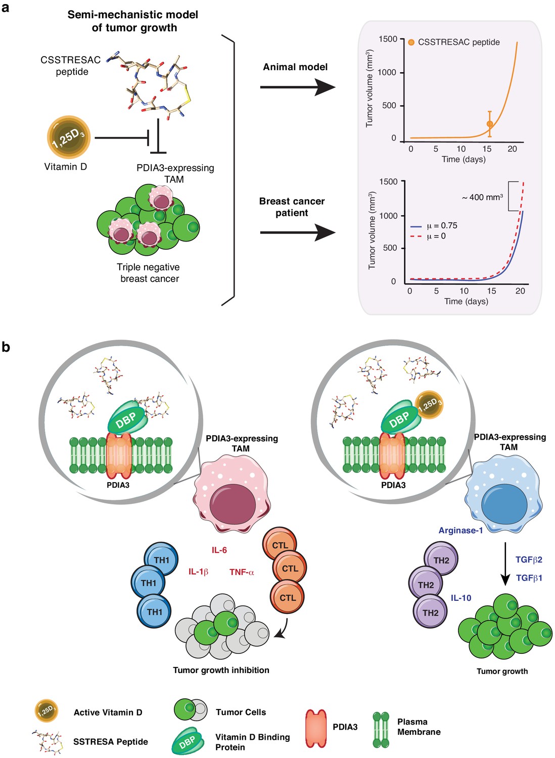 Targeting a cell surface vitamin D receptor on tumor-associated macrophages  in triple-negative breast cancer