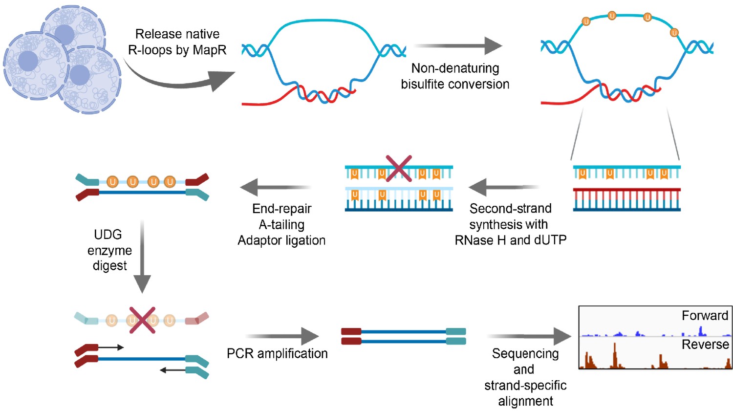 step seq asset