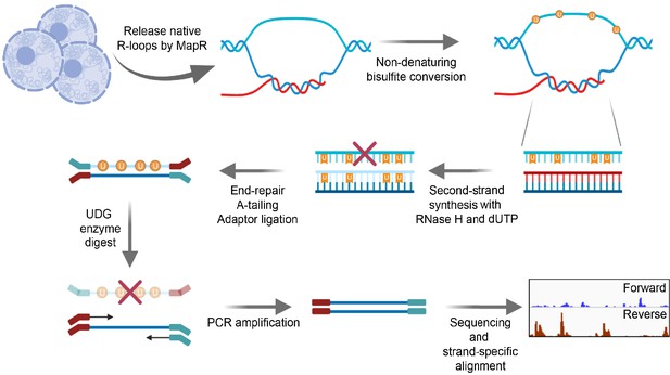 Figures and data in A nuclease- and bisulfite-based strategy captures ...