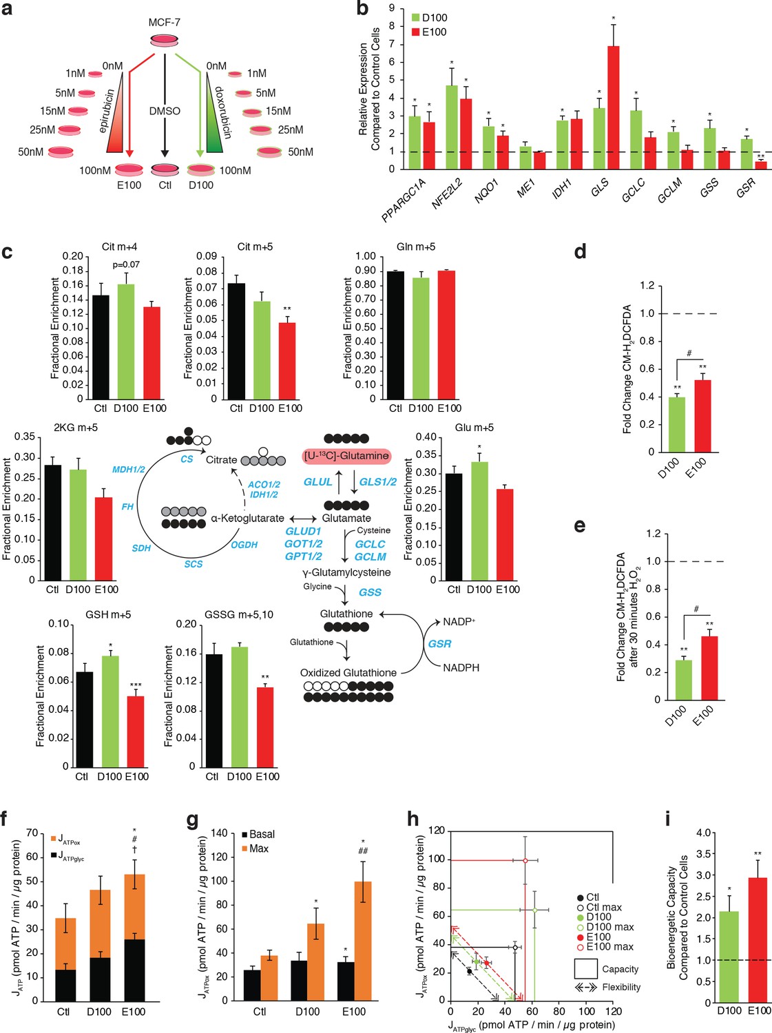 Resistance to different anthracycline chemotherapeutics elicits ...