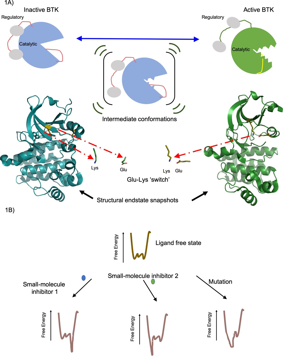 Small-Molecule Inhibitors: Disrupting Enzyme Fluidity | ELife