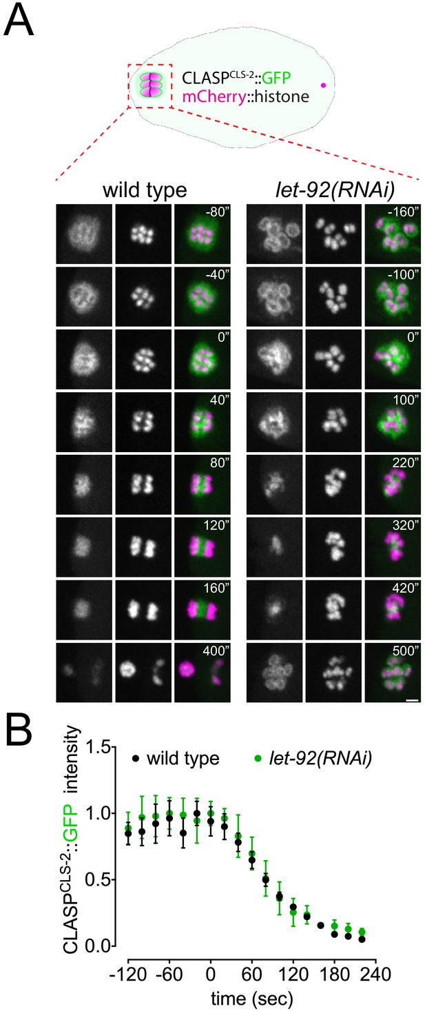 Figures And Data In BUB-1 Targets PP2A:B56 To Regulate Chromosome ...