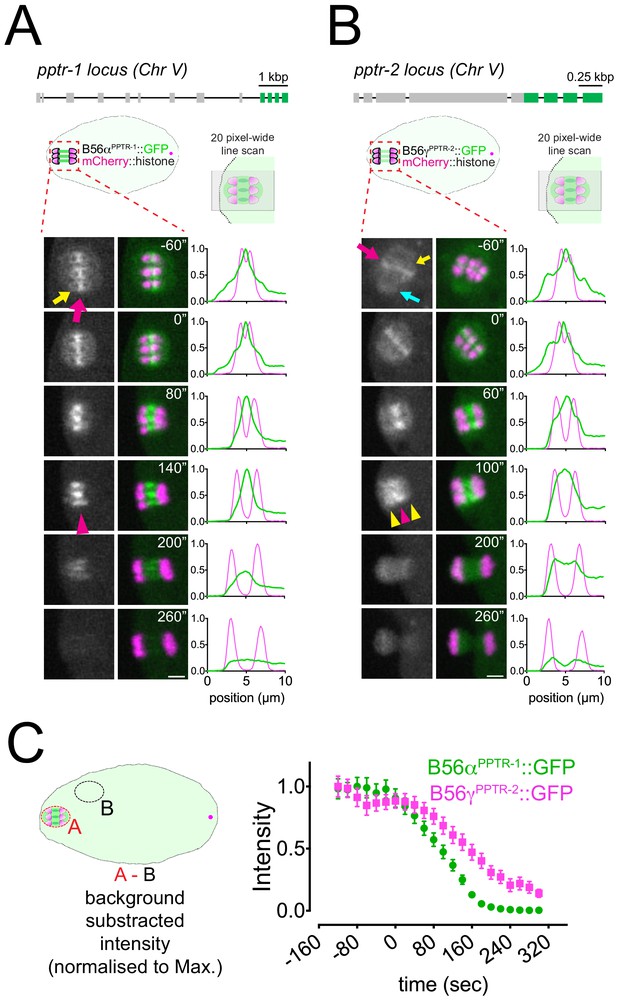 Figures And Data In BUB-1 Targets PP2A:B56 To Regulate Chromosome ...