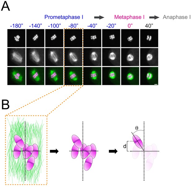 Figures And Data In BUB-1 Targets PP2A:B56 To Regulate Chromosome ...