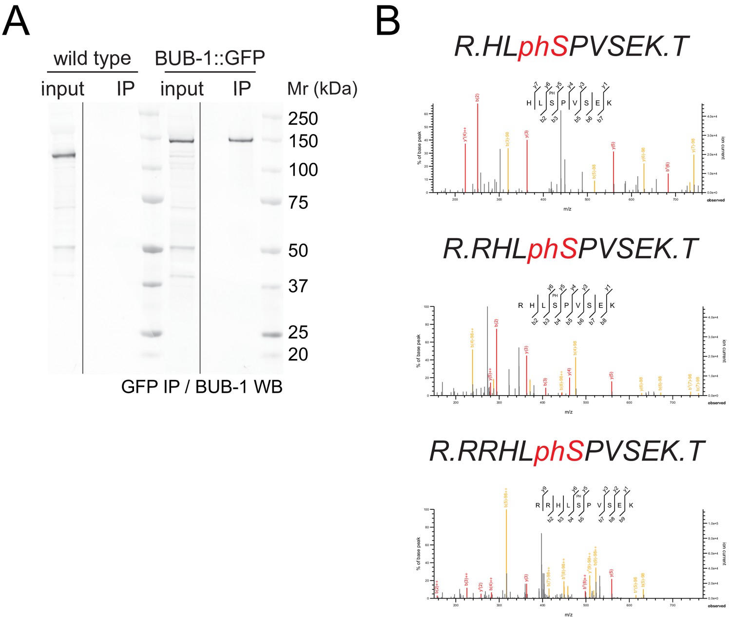 Figures And Data In BUB-1 Targets PP2A:B56 To Regulate Chromosome ...