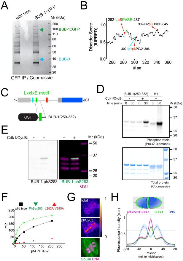 Figures And Data In BUB-1 Targets PP2A:B56 To Regulate Chromosome ...