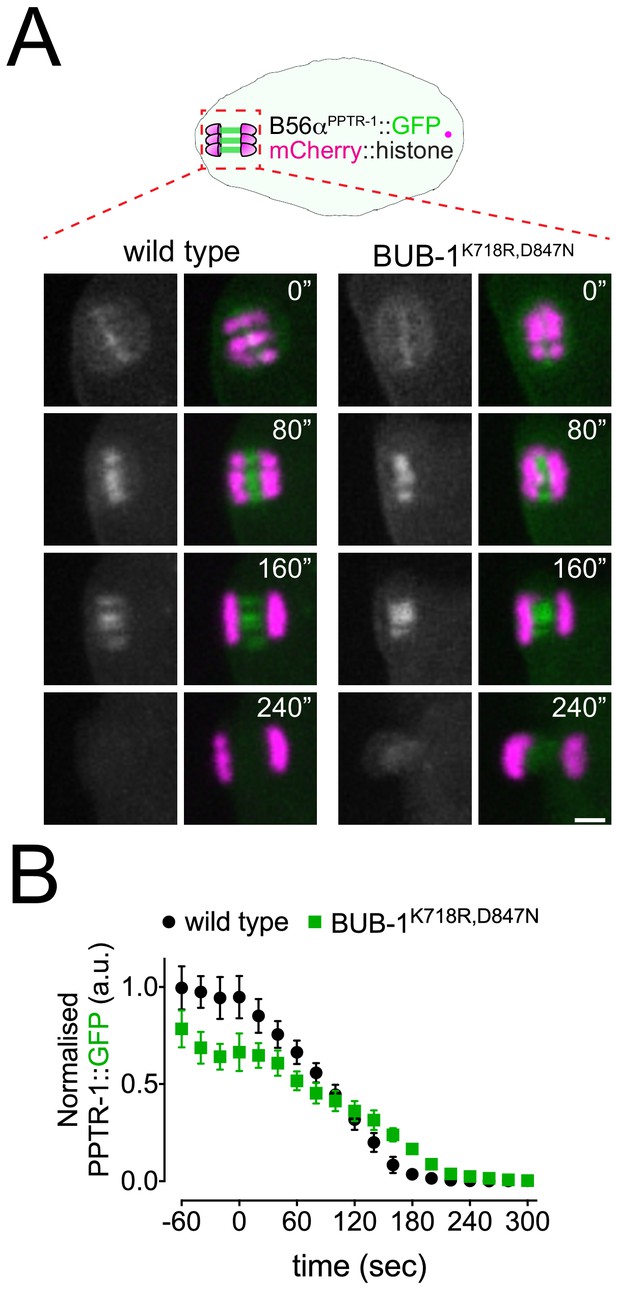 Figures And Data In BUB-1 Targets PP2A:B56 To Regulate Chromosome ...