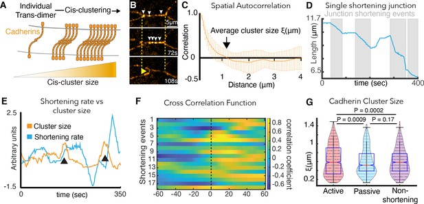 Mechanical Heterogeneity Along Single Cell-cell Junctions Is Driven By ...