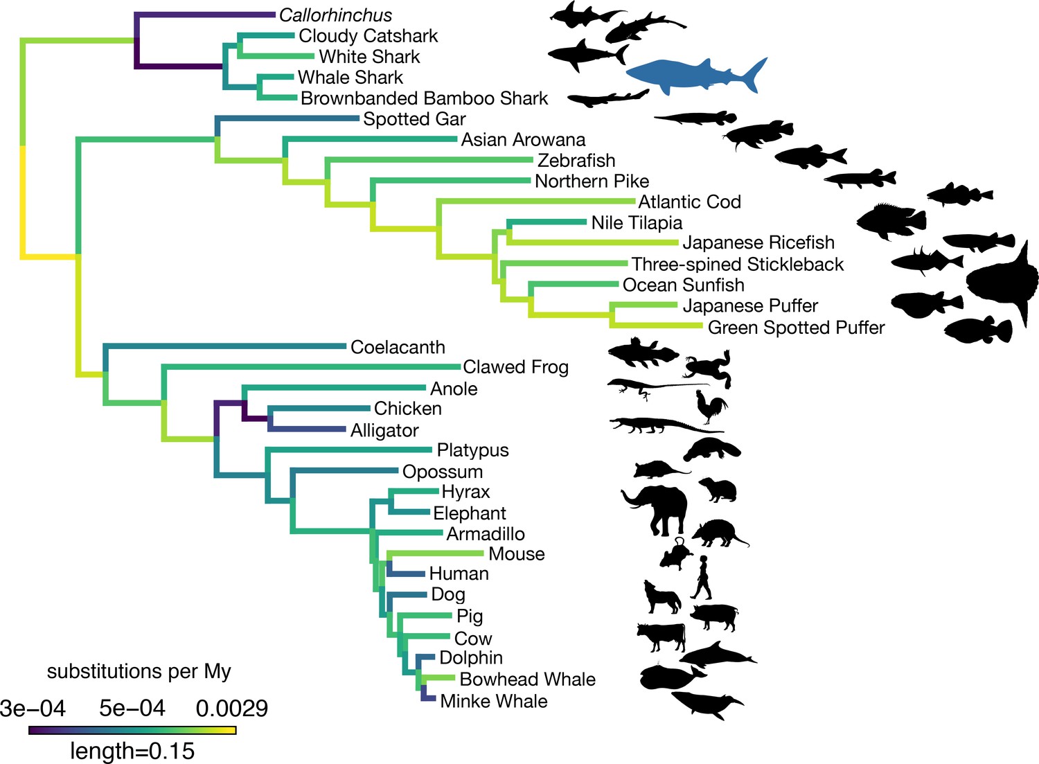 The whale shark genome reveals patterns of vertebrate gene family evolution