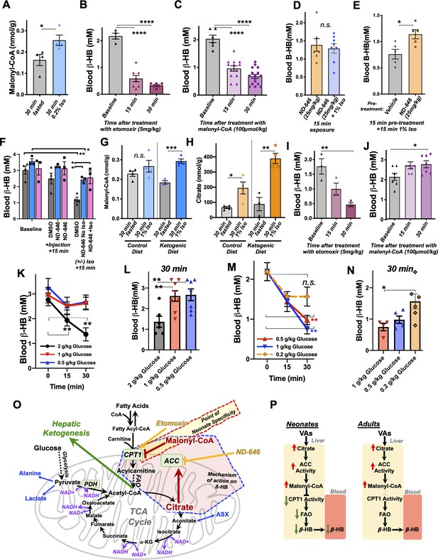 Mechanisms Underlying Neonate-specific Metabolic Effects Of Volatile ...