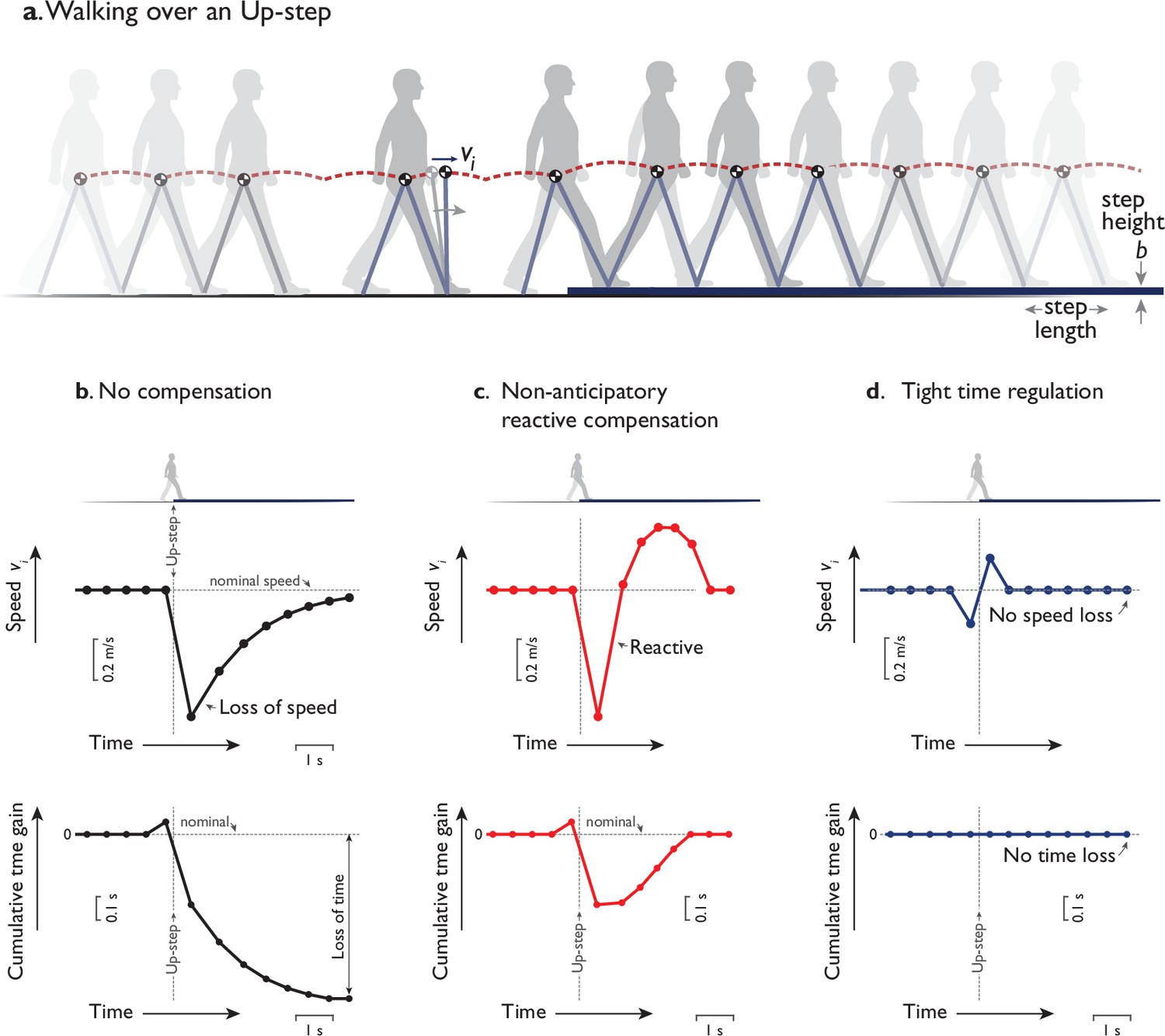 A single gait cycle of the human walking pattern. In the single