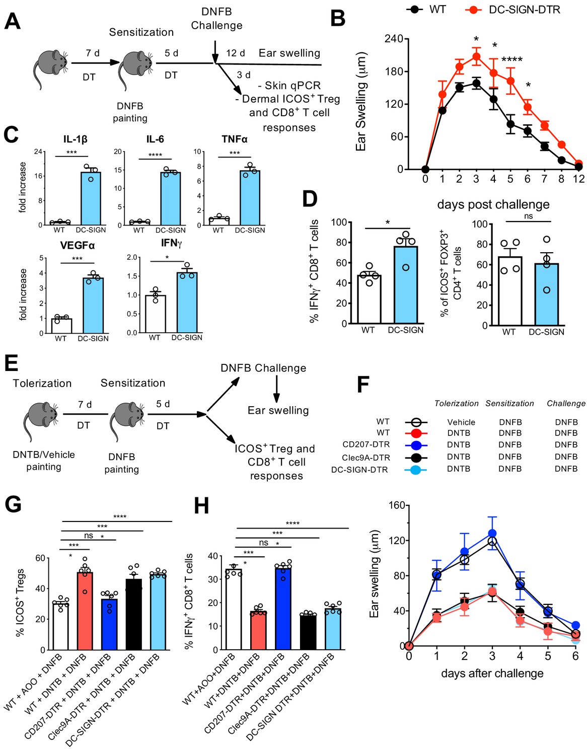 Fate Mapping Analysis Reveals A Novel Murine Dermal Migratory