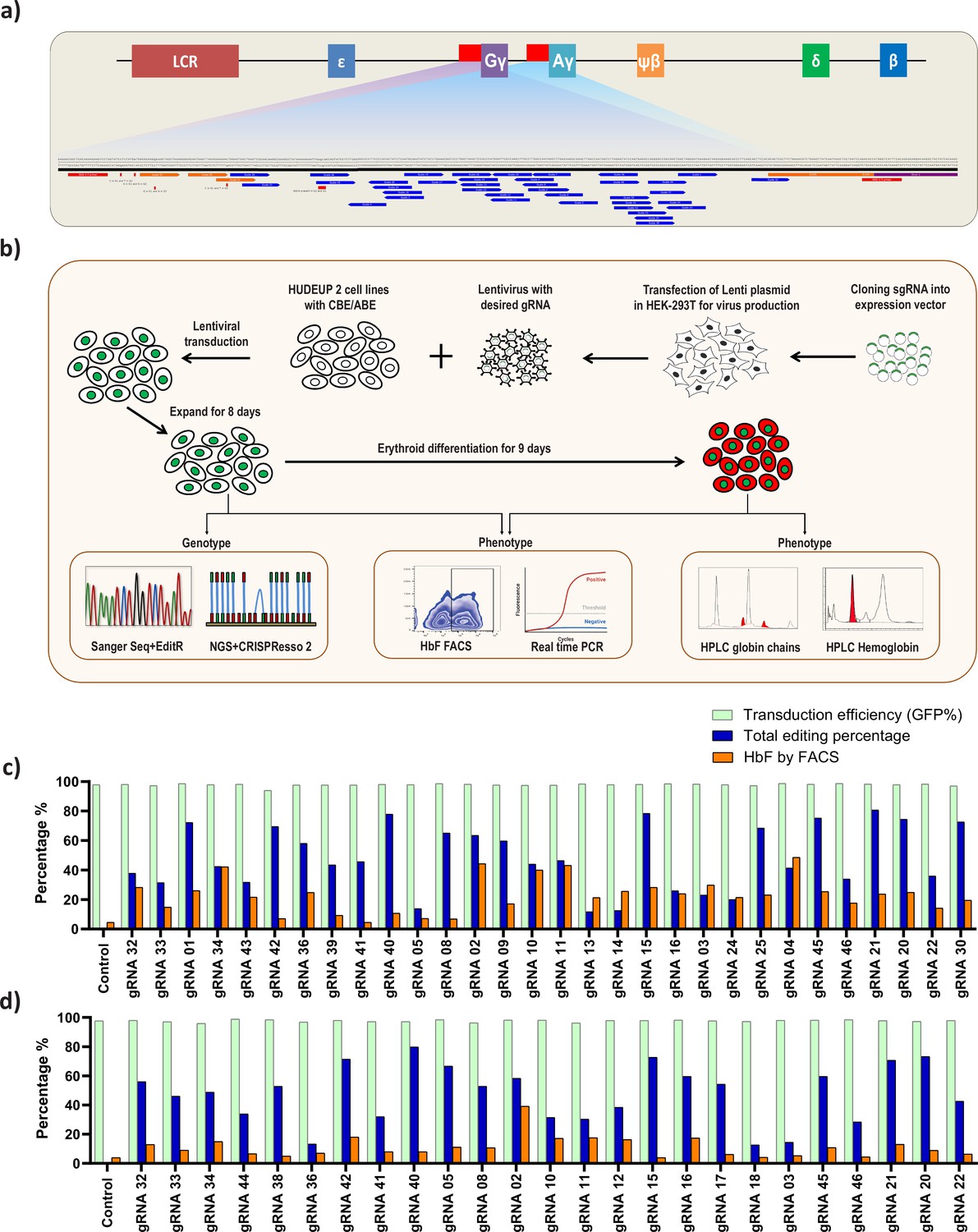 Identification of novel HPFH-like mutations by CRISPR base editing