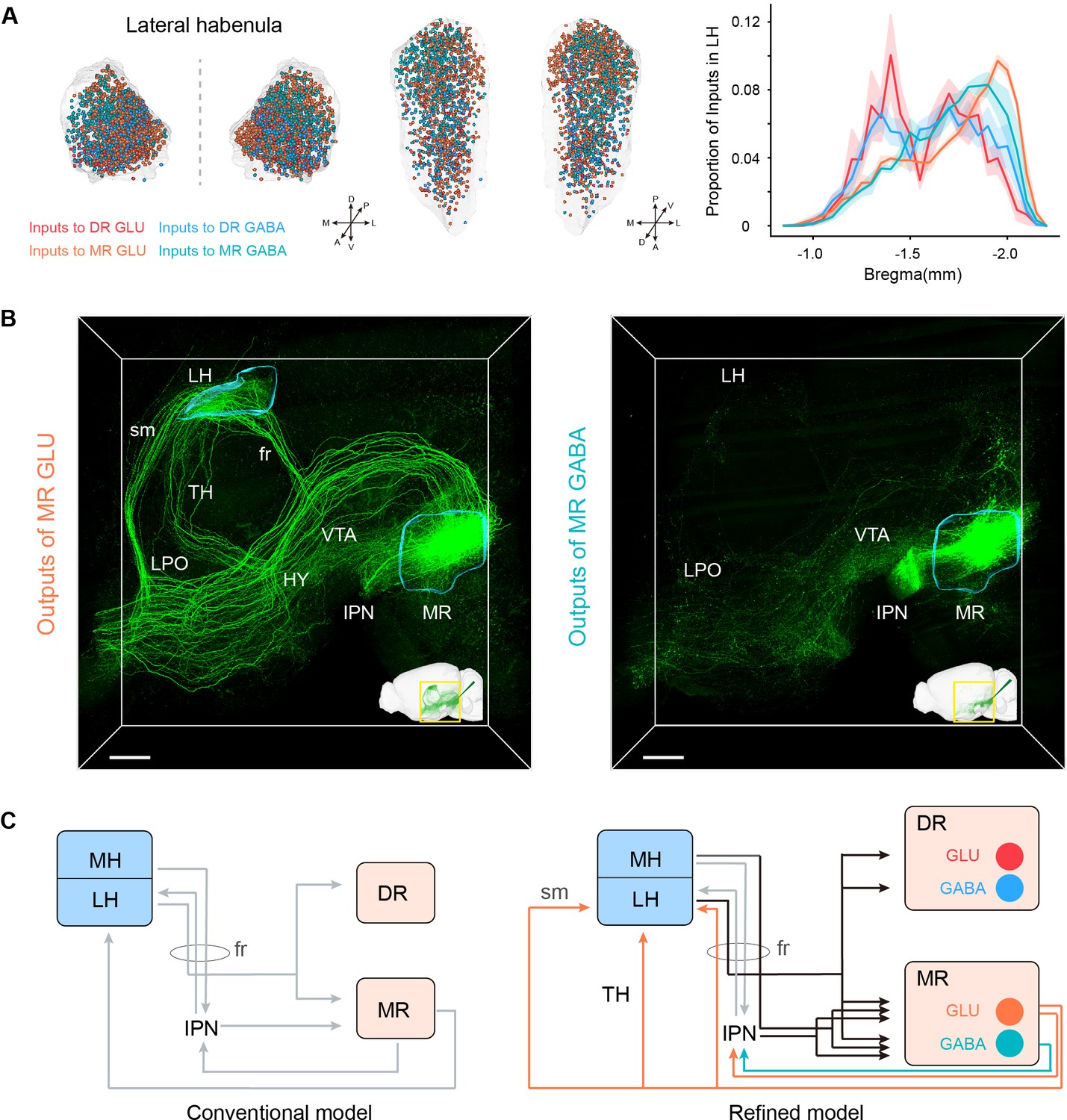 Whole Brain Connectivity Atlas Of Glutamatergic And GABAergic Neurons