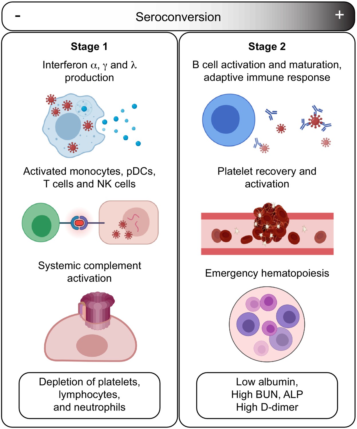 Seroconversion stages COVID19 into distinct pathophysiological states ...