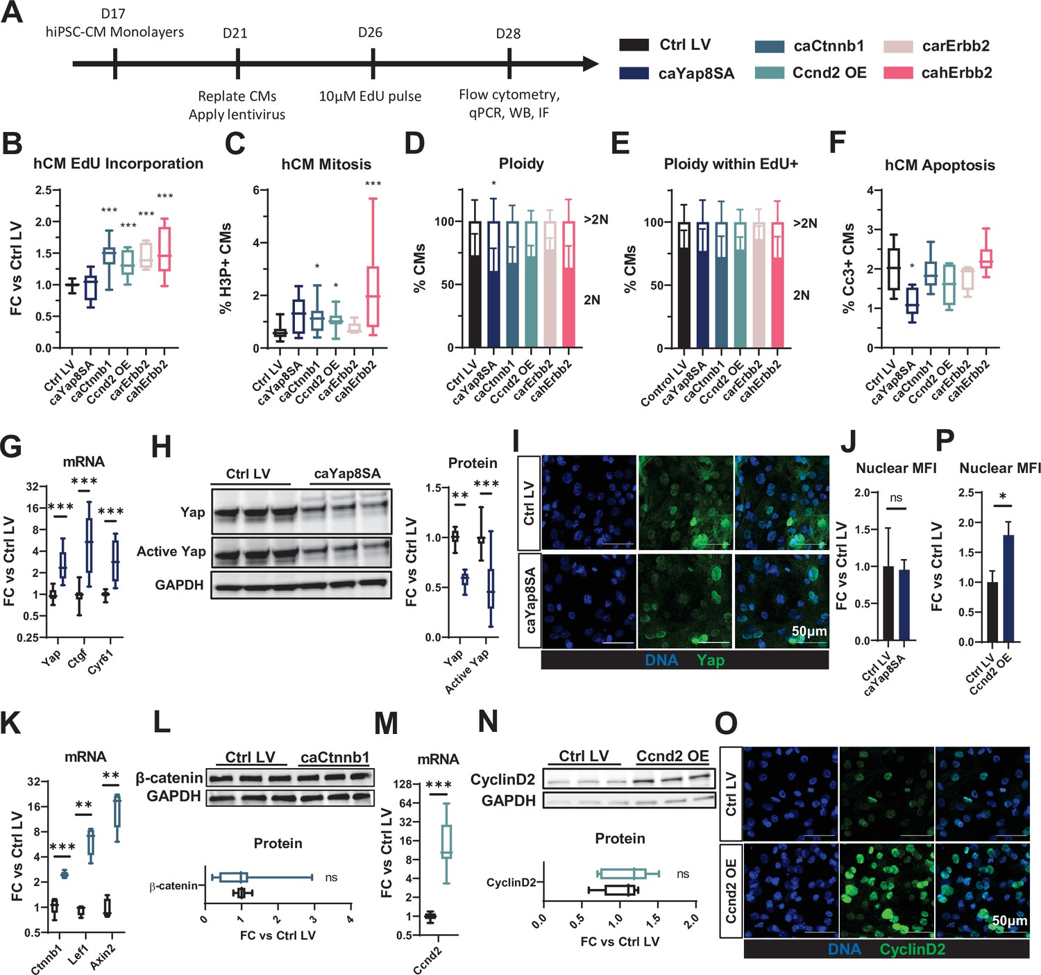 Human Erbb2-induced Erk Activity Robustly Stimulates Cycling And 