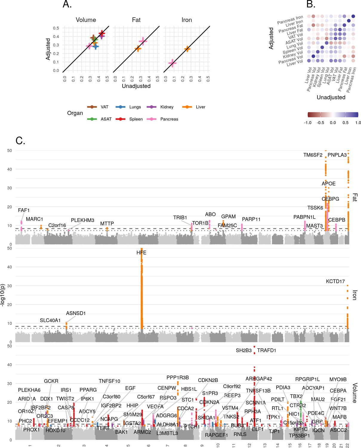 Genetic architecture of 11 organ traits derived from abdominal MRI