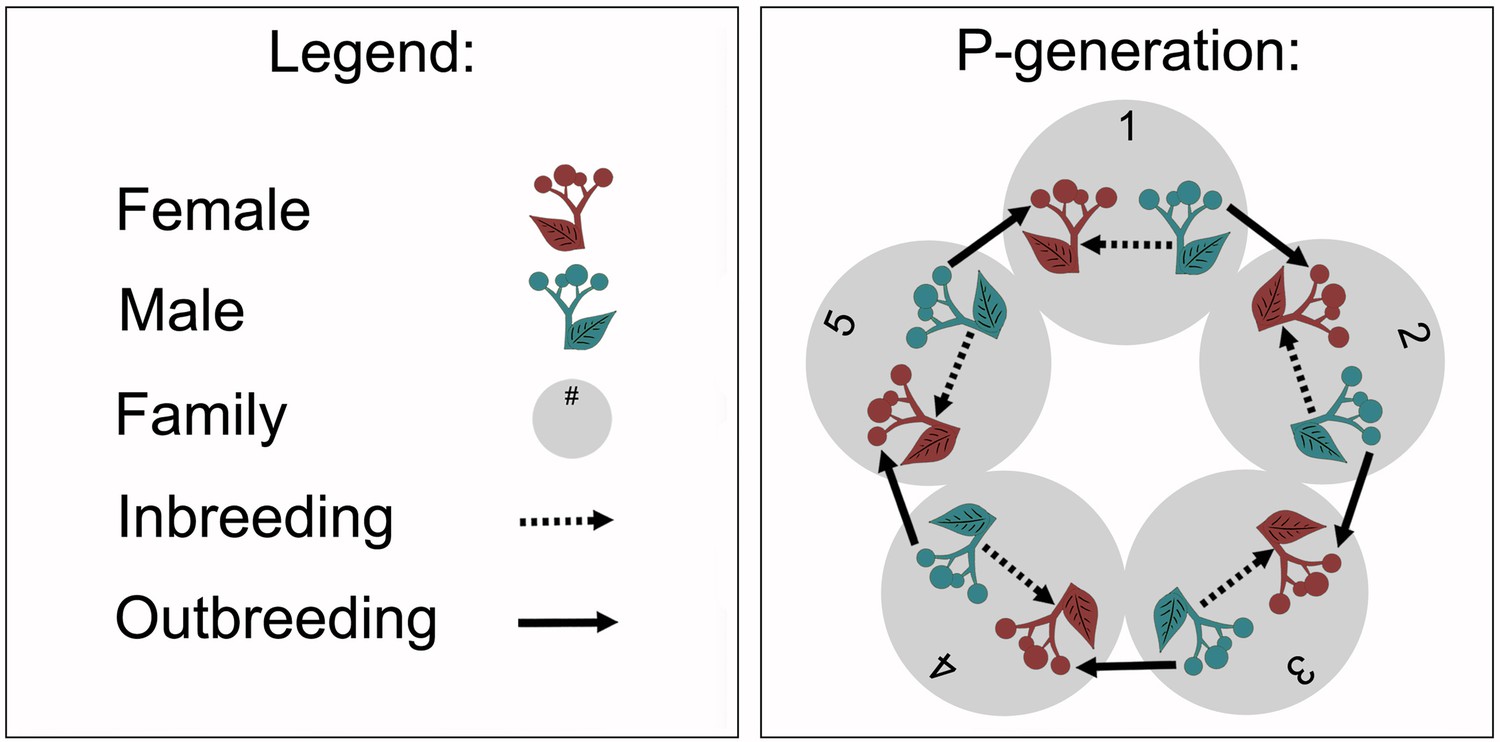 Figures And Data In Inbreeding In A Dioecious Plant Has Sex And Population Origin Specific